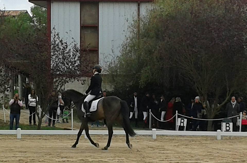 Final Campeonato Navarro Doma Paraecuestre 2016